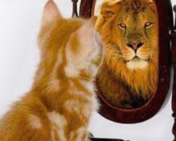 Cat sees a lion in the mirror.