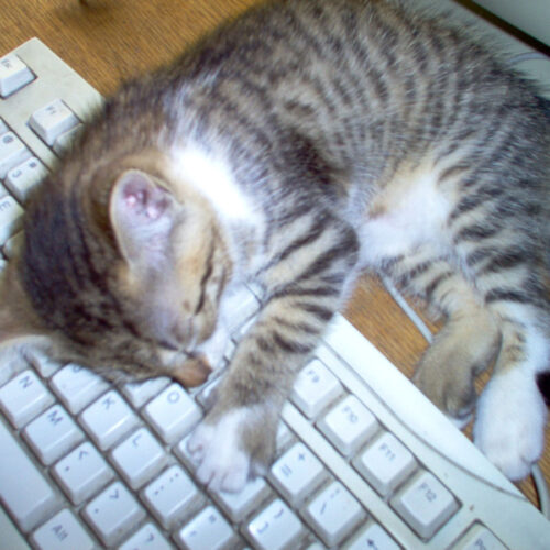 Writer's block: Cat sleeping on a keyboard.