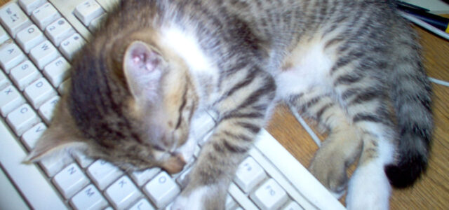 Writer's block: Cat sleeping on a keyboard.