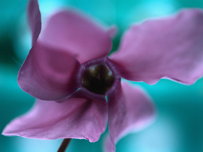 Windows XP Desktop Background: Purple flower.