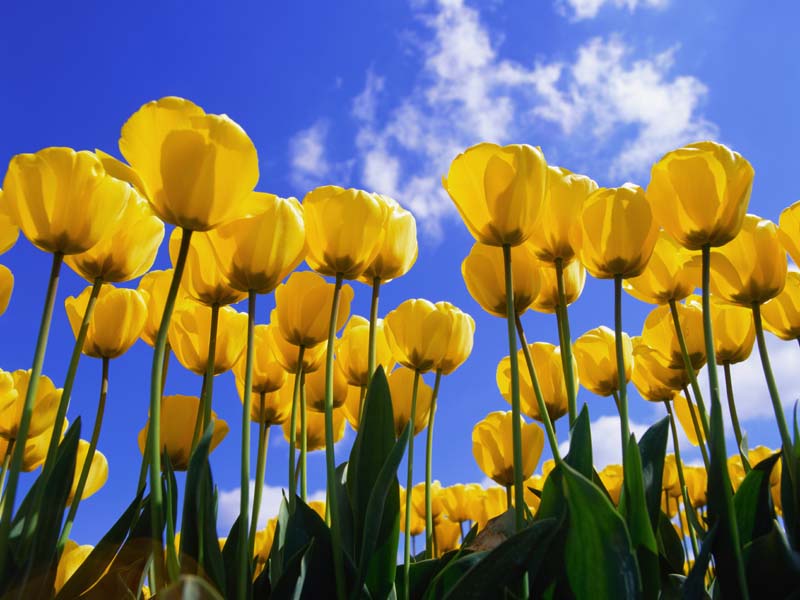 Windows XP Desktop Wallpaper: Tulips.